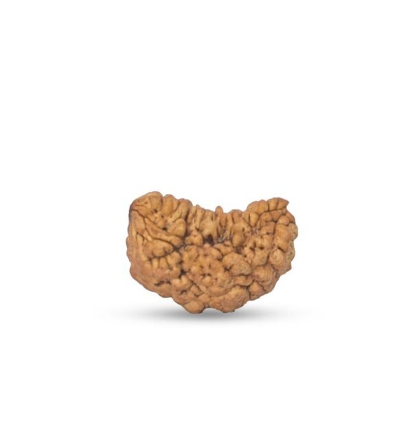 One Mukhi Rudraksha - Image 3