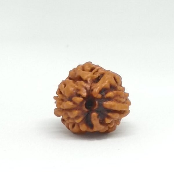 Two Mukhi Rudraksha - Image 3