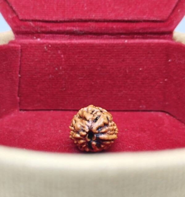 Two Mukhi Rudraksha - Image 4