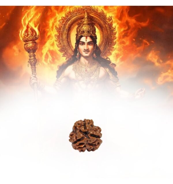 Three Mukhi Rudraksha