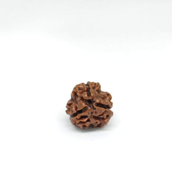 Three Mukhi Rudraksha - Image 3