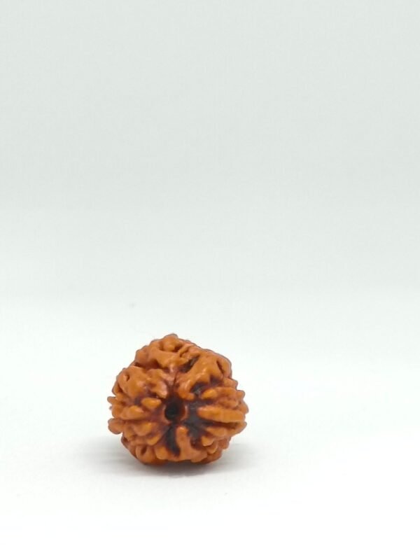 Two Mukhi Rudraksha - Image 2