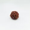 Four Mukhi Rudraksha - Image 3