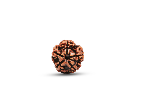 Five Mukhi Rudraksha - Image 3