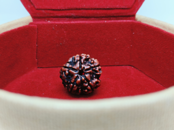 Five Mukhi Rudraksha - Image 2