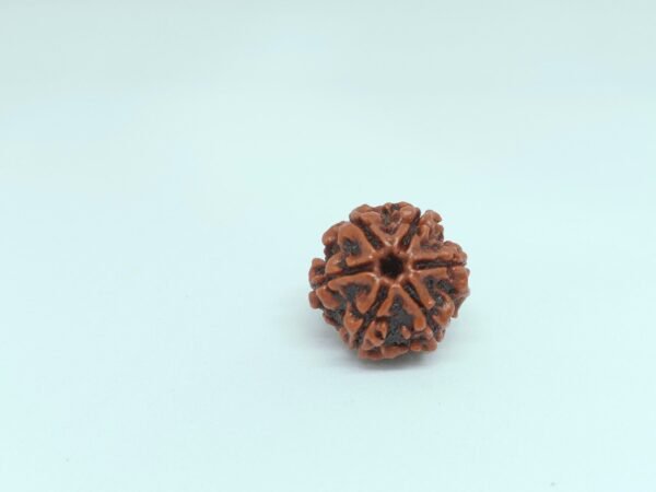 Six Mukhi Rudraksha - Image 4