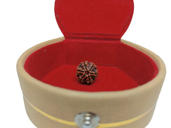 Six Mukhi Rudraksha - Image 3