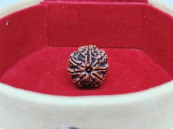 Seven Mukhi Rudraksha - Image 2