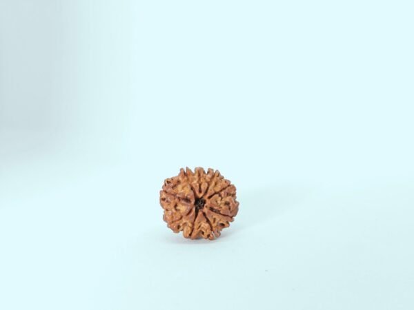 Nine Mukhi Rudraksha - Image 3