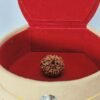 Nine Mukhi Rudraksha - Image 2