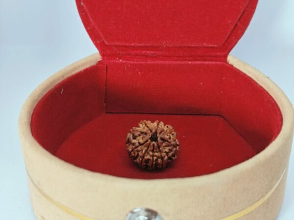 Nine Mukhi Rudraksha - Image 2