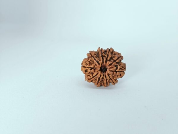 Ten Mukhi Rudraksha - Image 2