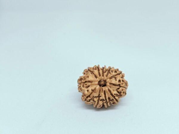 Eleven Mukhi Rudraksha - Image 4