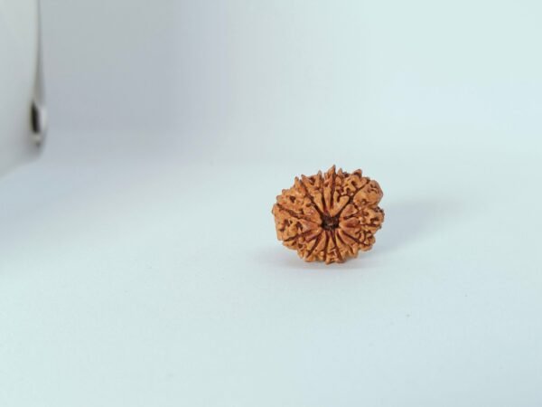 Twelve Mukhi Rudraksha - Image 2