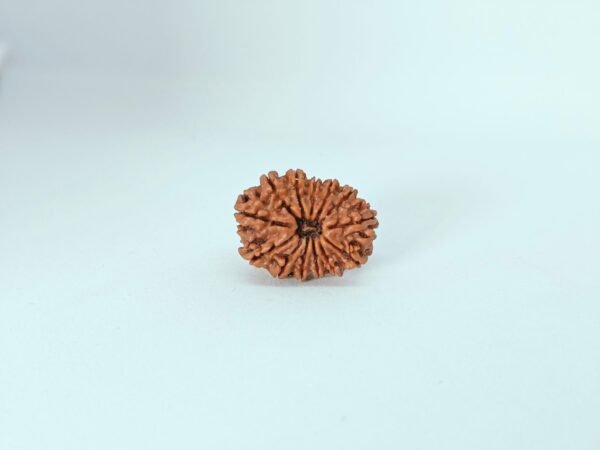 Thirteen Mukhi Rudraksha - Image 4