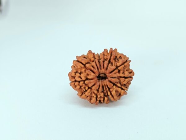 Fourteen Mukhi Rudraksha - Image 4