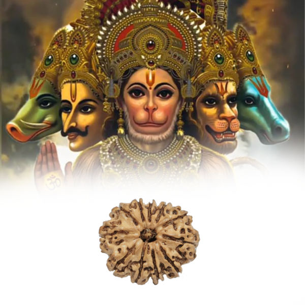 Eleven Mukhi Rudraksha