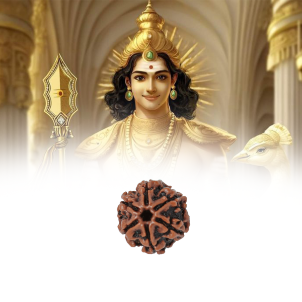 Six Mukhi Rudraksha