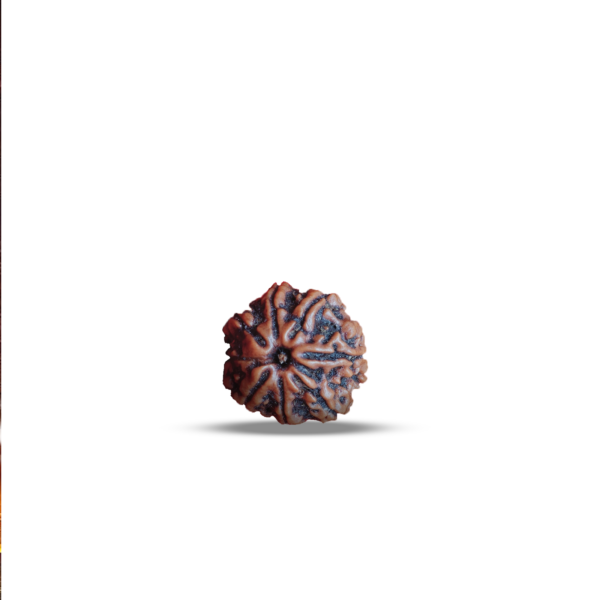 Seven Mukhi Rudraksha - Image 3