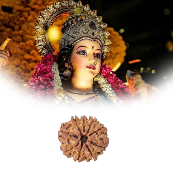 Nine Mukhi Rudraksha