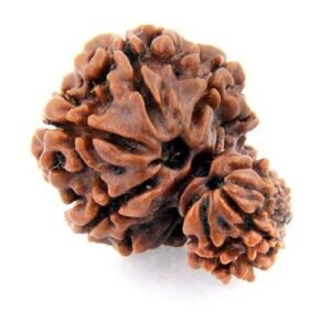 Garbha Gauri Rudraksha