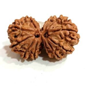 Gouri shankar rudraksha