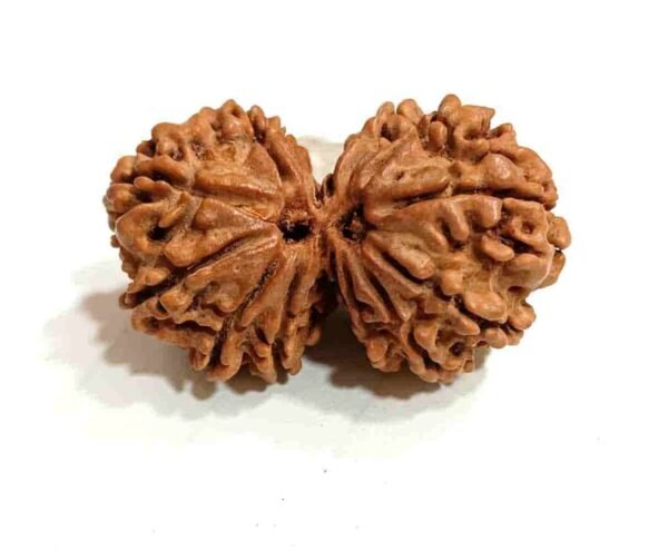 Gouri shankar rudraksha