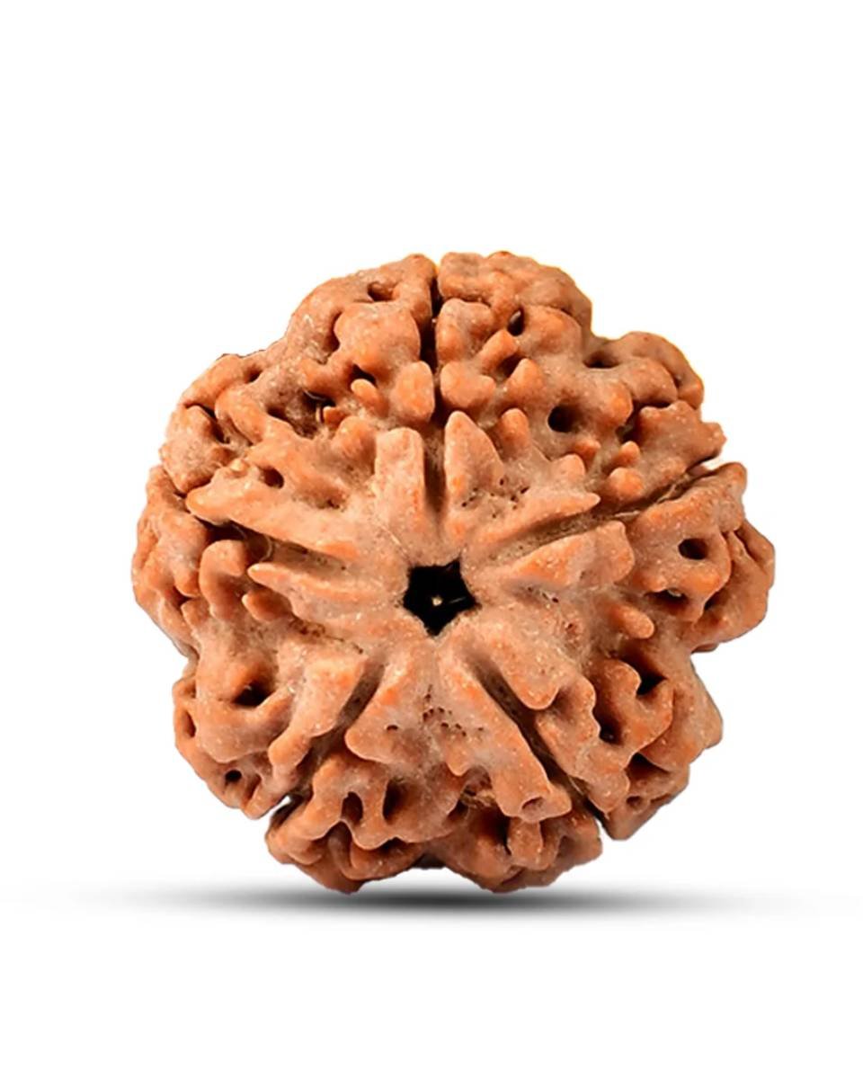 Five Mukhi Rudraksha - Image 2