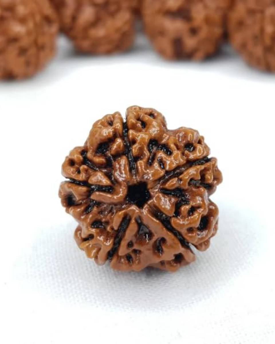 Five Mukhi Rudraksha - Image 3