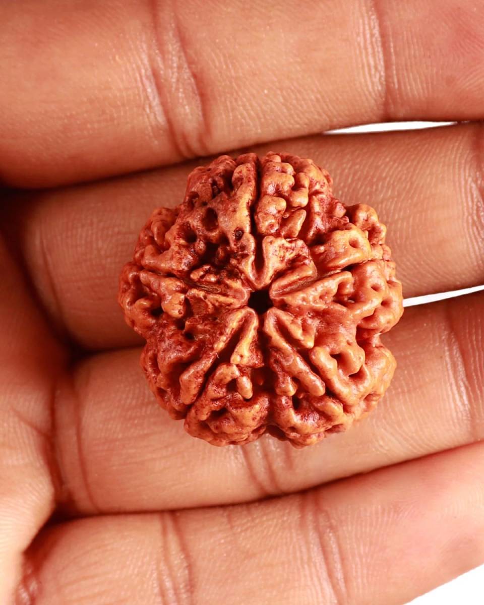 Five Mukhi Rudraksha - Image 4