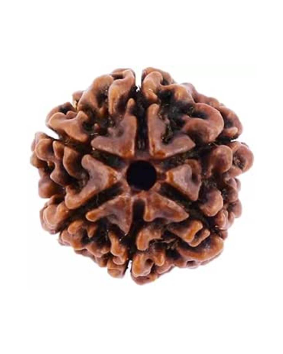 Six Mukhi Rudraksha - Image 4