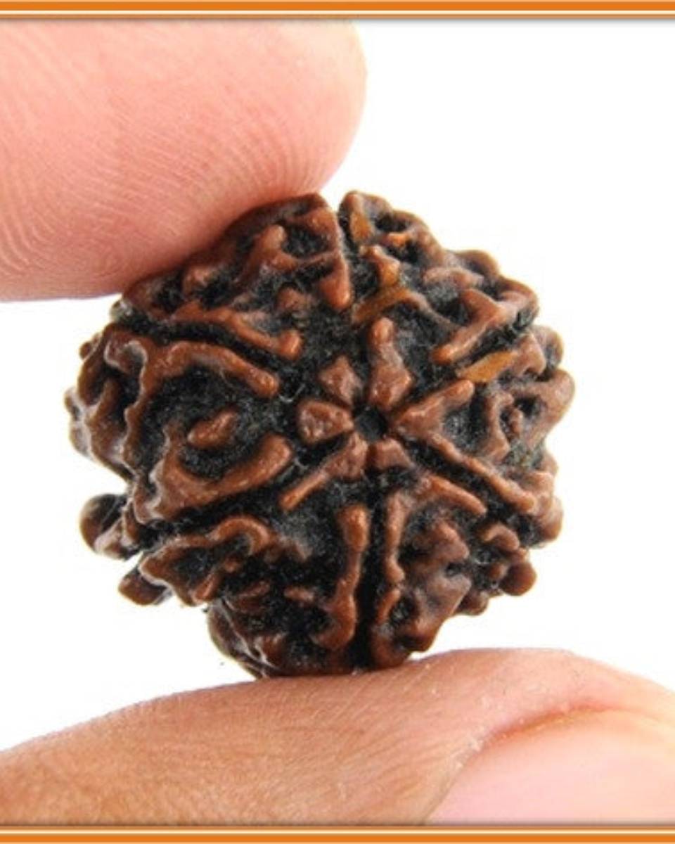 Six Mukhi Rudraksha - Image 3