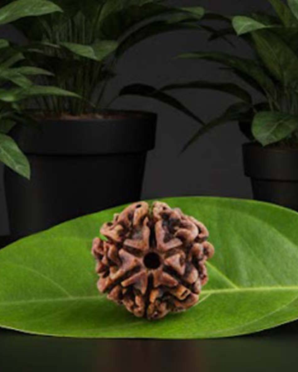 Six Mukhi Rudraksha - Image 2