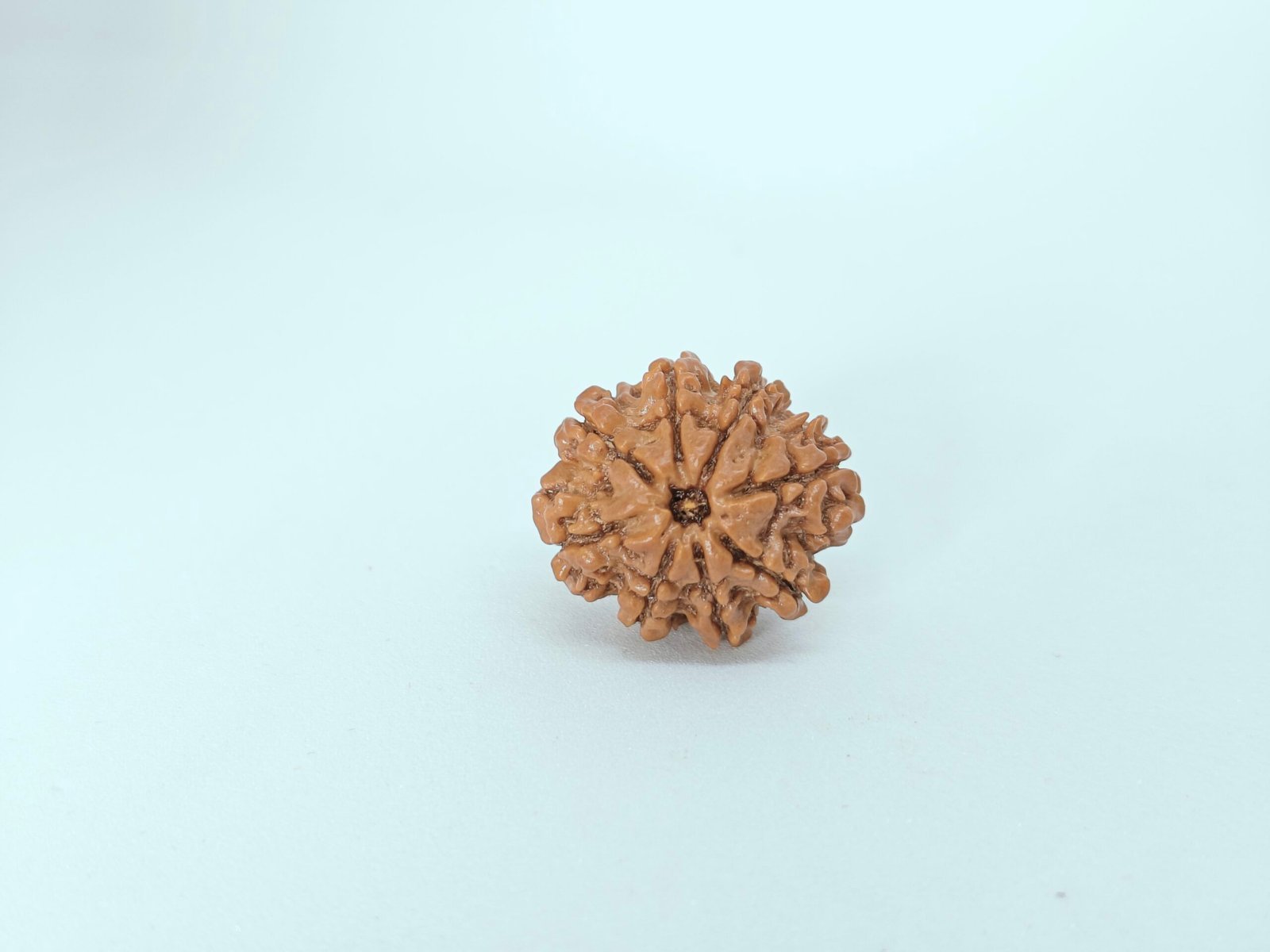 Eight Mukhi Rudraksha - Image 4