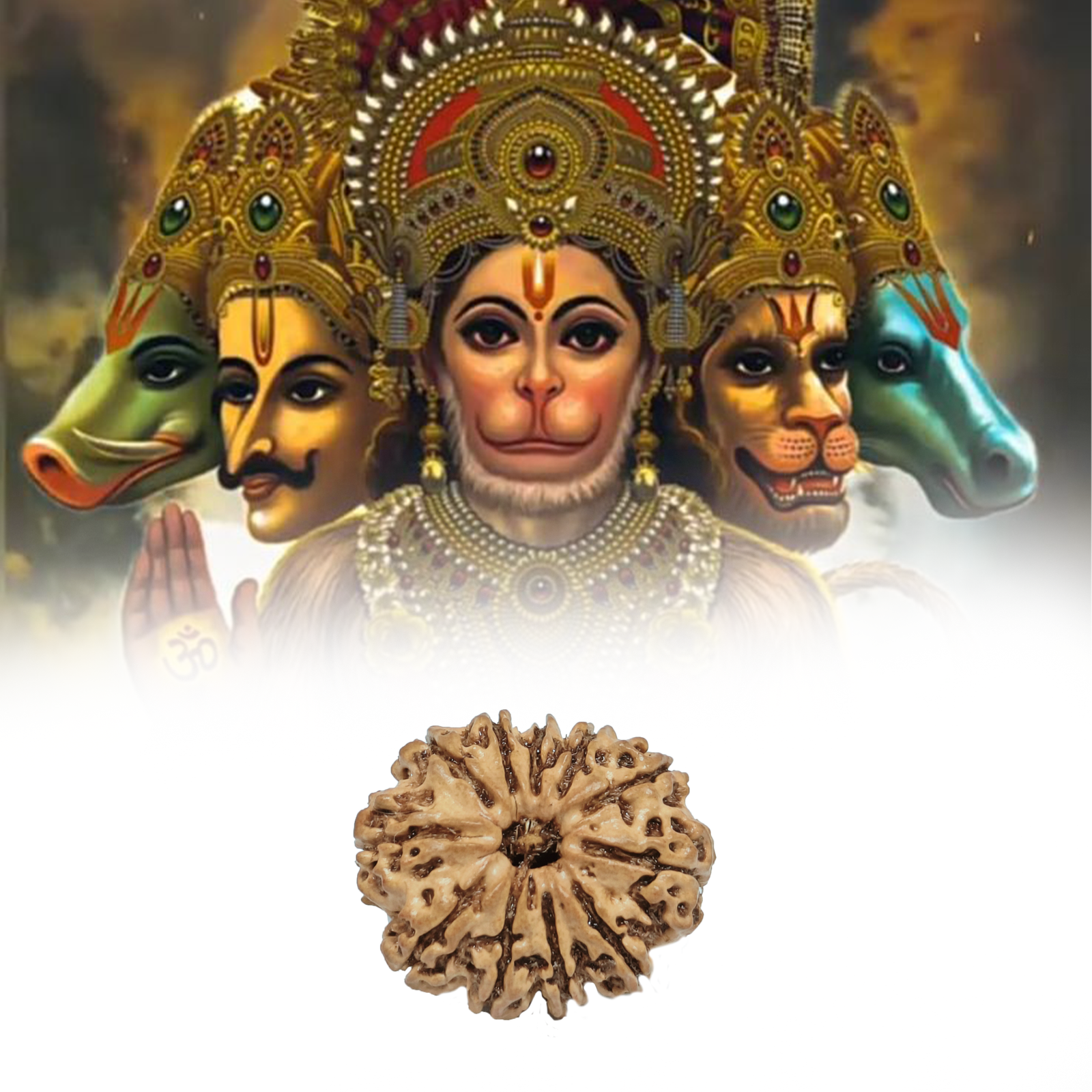 Eleven Mukhi Rudraksha - Image 2