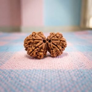 Gouri shankar rudraksha