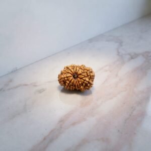 Thirteen Mukhi Rudraksha