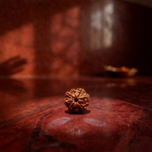 Eight Mukhi Rudraksha