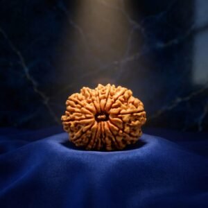 Fourteen Mukhi Rudraksha