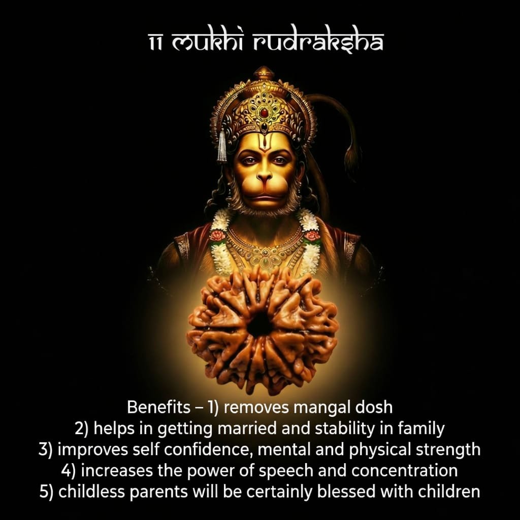 Eleven Mukhi Rudraksha - Image 5