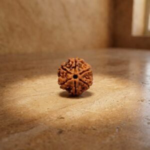 Six Mukhi Rudraksha
