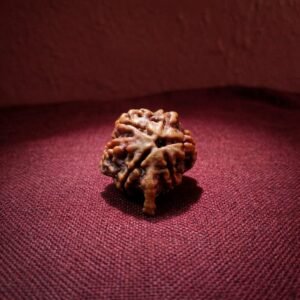 Ganesh Rudraksha